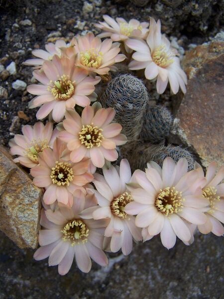 Fájl:Rebutia pygmaea-1.jpg