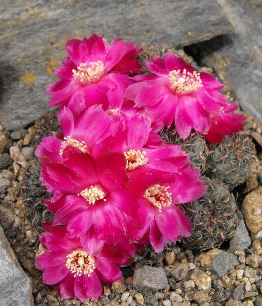 Fájl:Rebutia steinbachii verticillacantha applanata-0.jpg