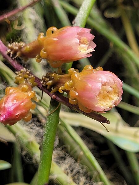 Fájl:Weberocereus tunilla ssp biolleyi.VZs 02.jpg