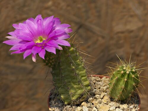 Fotó: Szigetvári József