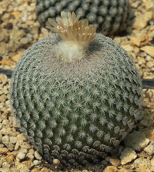 Fájl:Epithelantha potosina.SzJ 01.jpg