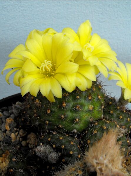 Fájl:Frailea pumila-000.jpg