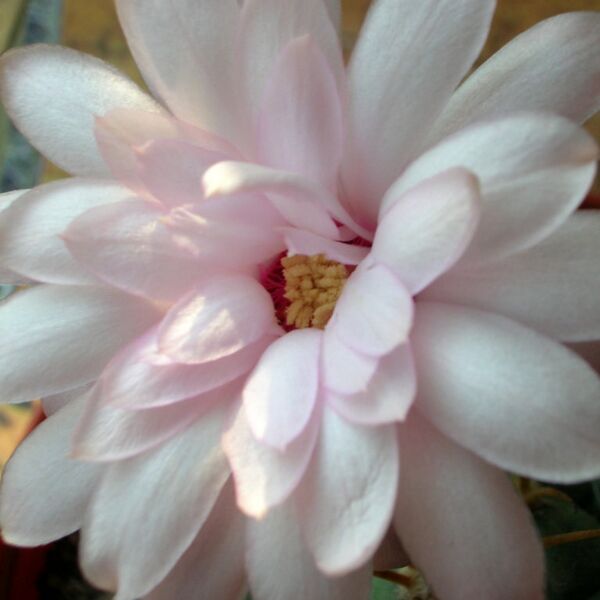 Fájl:Gymnocalycium chiquitanum-001.jpg