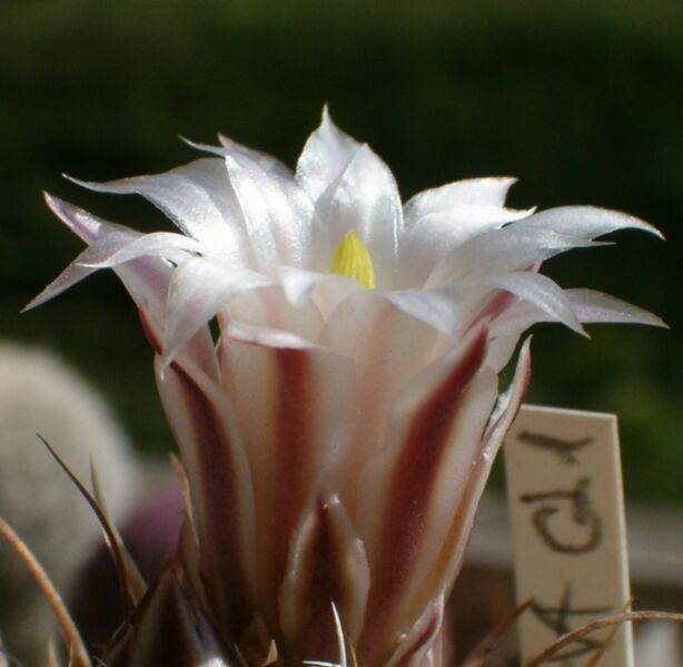 Fájl:Sclerocactus papyracanthus-1.jpg