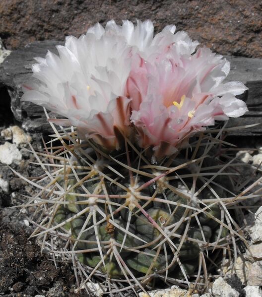 Fájl:Thelocactus conothelos subsp conothelos-2.jpg