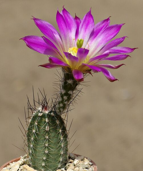 Fájl:Echinocereus palmeri AdB 1988.SzJ 01.jpg