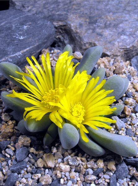 Fájl:Glottiphyllum oligocarpum-000.jpg