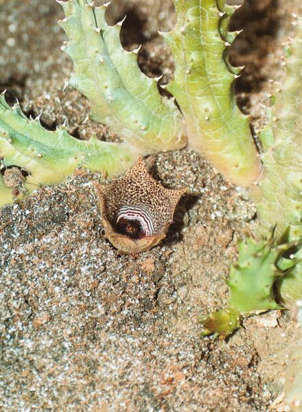 Fájl:Huernia whitesloaneana 1.jpg