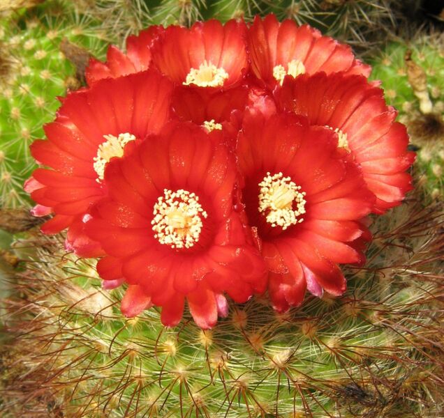 Fájl:Parodia microsperma 01-001.jpg