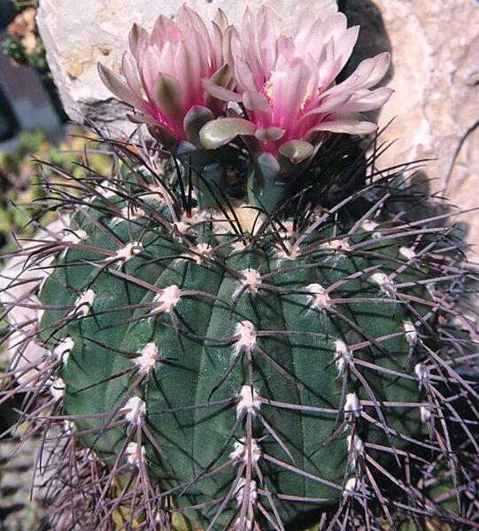 Fájl:Pozsgáslap 061-001.jpg