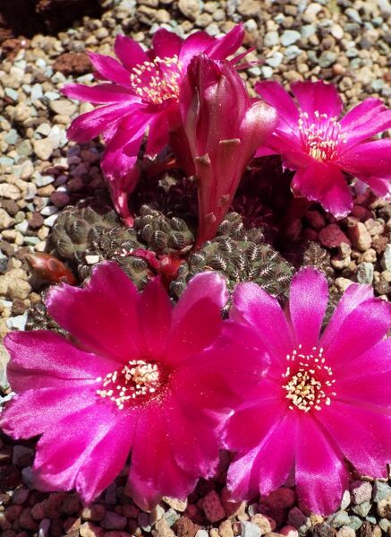 Fájl:Rebutia canigueralii pasopayana-000.jpg