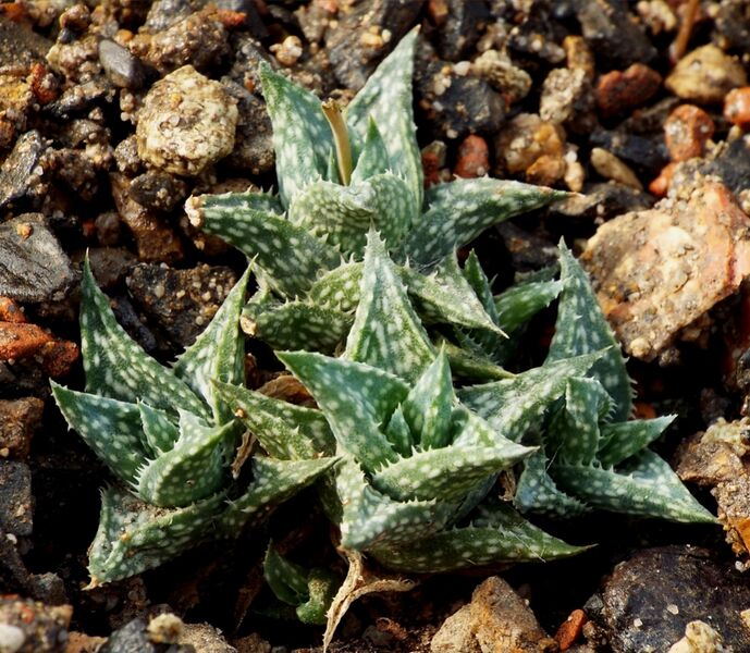 Fájl:Aloë descoingsii-002.jpg