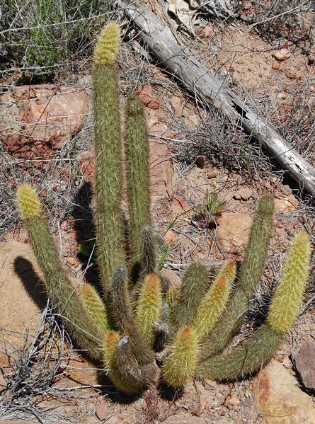 Fájl:Bergerocactus emoryi 01-002.jpg