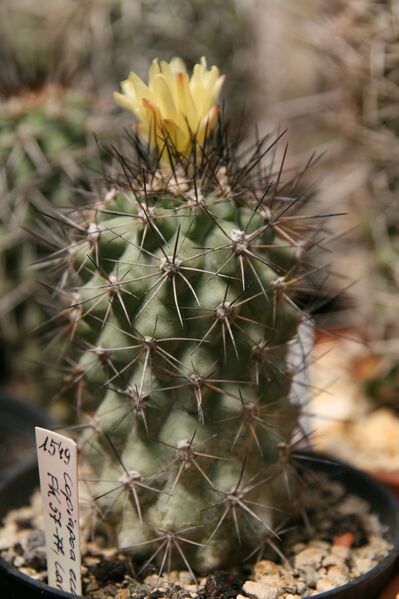 Fájl:Copiapoa echinata FK57-77,HL 01.jpg