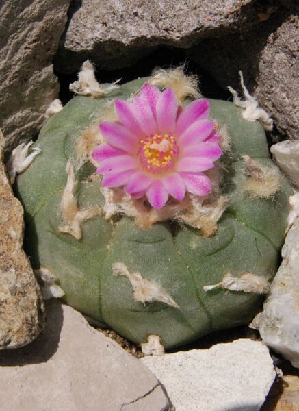 Fájl:Lophophora jourdaniana-007.jpg