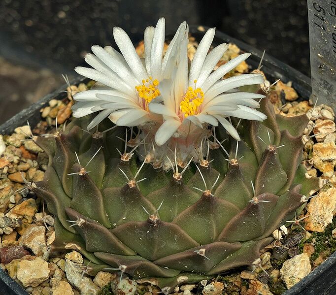 Fájl:Obregonia denegrii San Vicente.SzJ 01.jpg