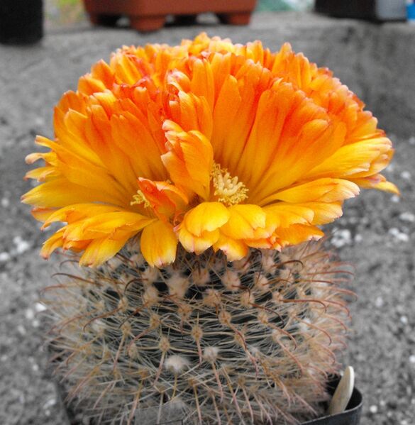 Fájl:Parodia microsperma 02-004.jpg