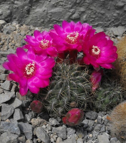 Fájl:Rebutia pulchra crispata-0.jpg