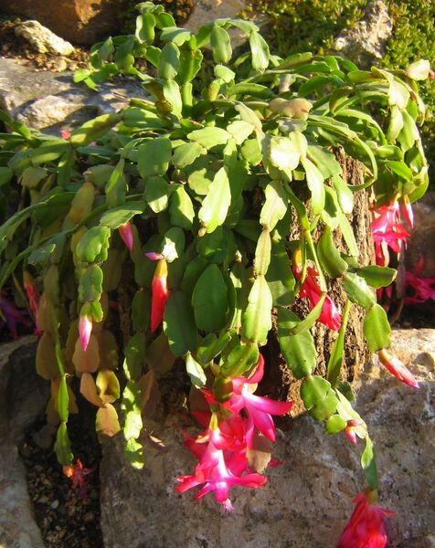 Fájl:Schlumbergera truncata 1-1.jpg