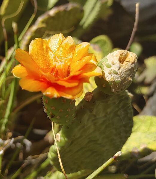 Fájl:Tacinga saxatilis subsp. saxatilis.Rigi 01.jpg