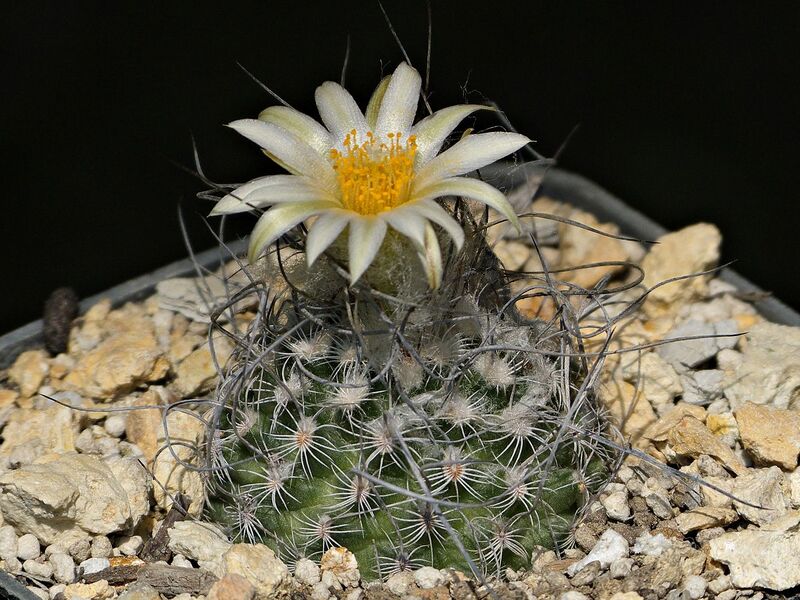 Fájl:Turbinicarpus dickisoniae TCG14001. SzJ 02.jpg