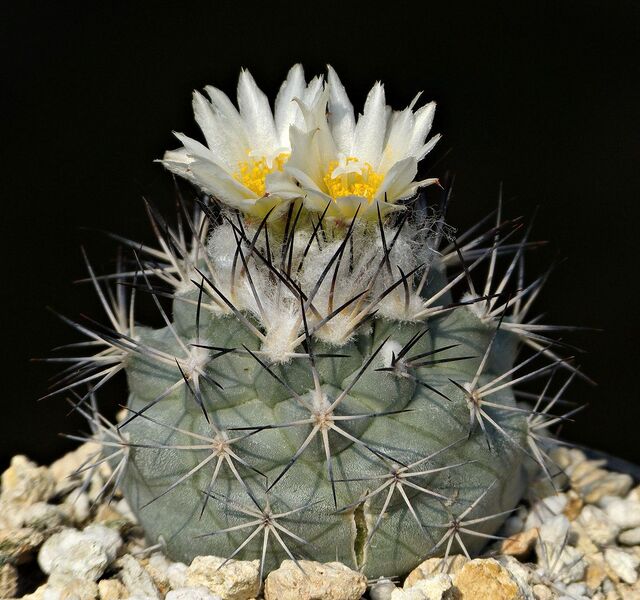 Fájl:Turbinicarpus gielsdorfianus.SzJ 03.jpg