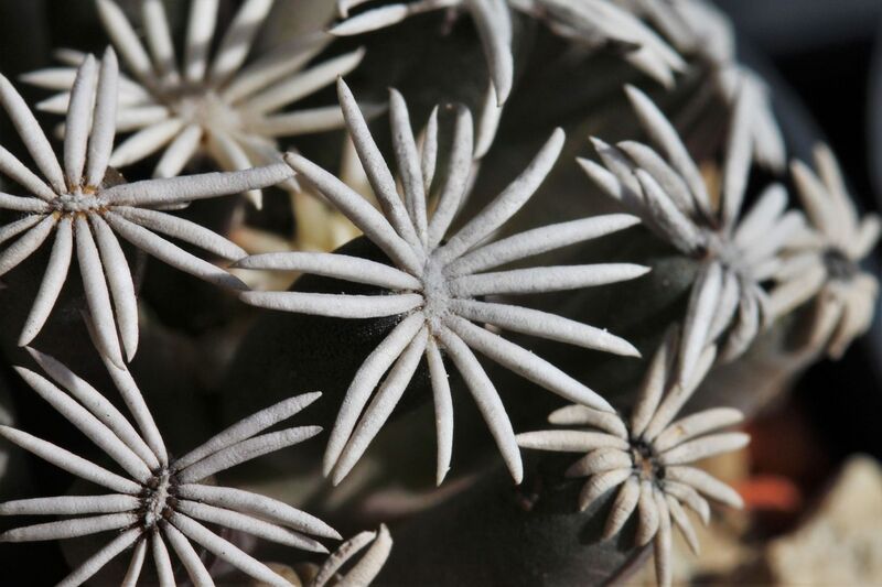 Fájl:Escobaria abdita-004.jpg