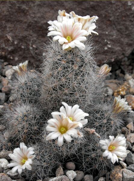 Fájl:Escobaria zilziana-000.jpg