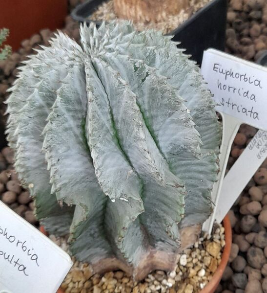 Fájl:Euphorbia polygona.JCs 01.jpg