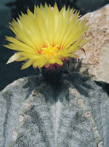 Fájl:Pozsgáslap 068-000.jpg