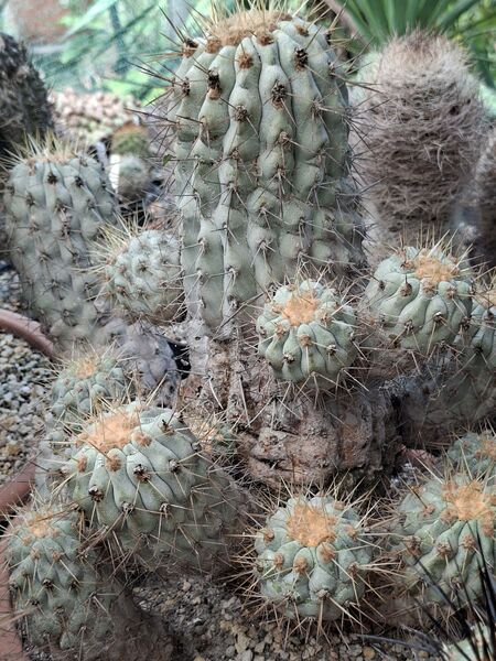 Fájl:Copiapoa cinerea subsp. columna-alba.HL 07.jpg
