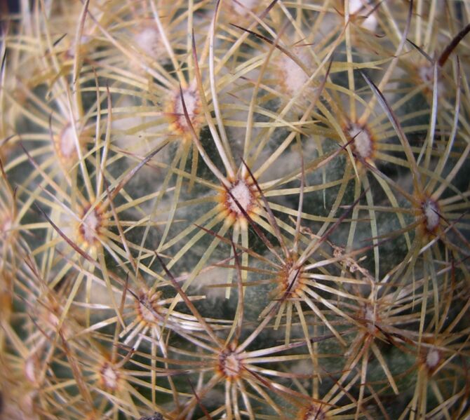 Fájl:Coryphantha delicata-001.jpg