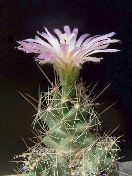 Fájl:Coryphantha runyonii.DósaB 01.jpg