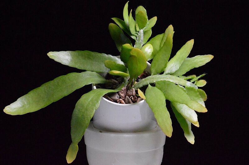 Fájl:Kimnachia ramulosa ssp jamaicensis.VZs 02.jpg