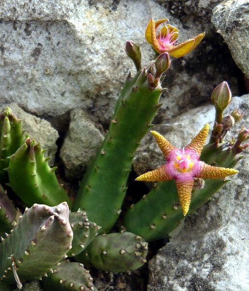 Fájl:Stapelia flavopurpurea-1.jpg
