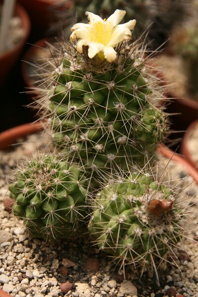 Fájl:Copiapoa humilis.HL 01.jpg