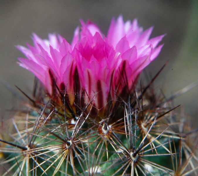 Fájl:Coryphantha pseudoechinus pseudoechinus-001..jpg