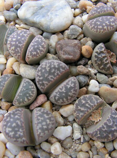 Fájl:Lithops naureeniae-000.jpg