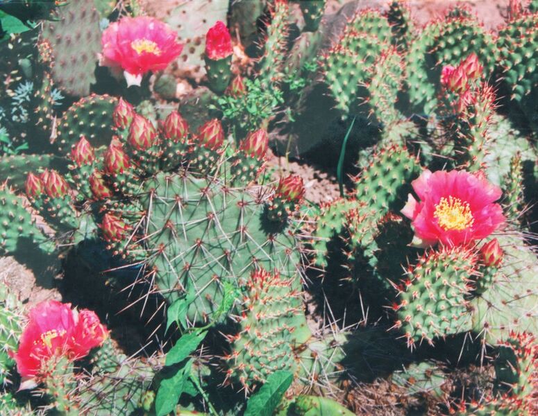 Fájl:Pozsgáslap 044-001.jpg