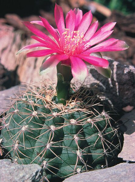 Fájl:Pozsgáslap 084-000.jpg