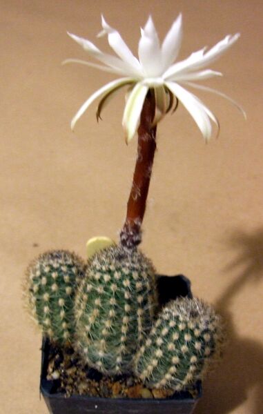 Fájl:Pygmaeocereus bylesianus 01-002.jpg