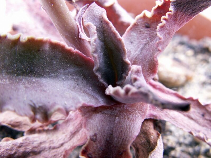 Fájl:Thompsonella minutiflora-1.jpg