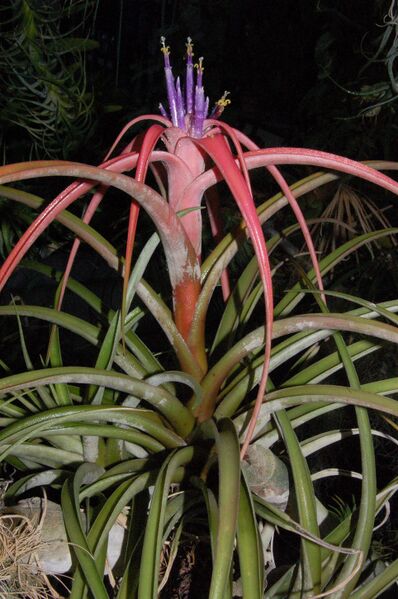 Fájl:Tillandsia capitata.PL 01.jpg