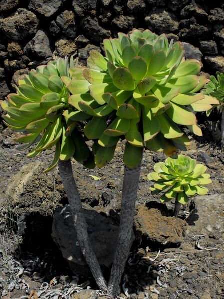 Fájl:Aeonium urbicum 1-002.jpg