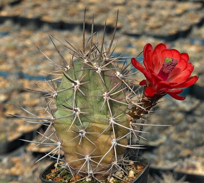 Fájl:Echinocereus arizonicus matudae.SzJ-02.jpg