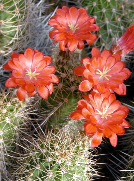 Fájl:Echinocereus polyacanthus-000.jpg