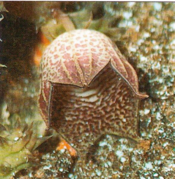 Fájl:Huernia whitesloaneana 2.jpg