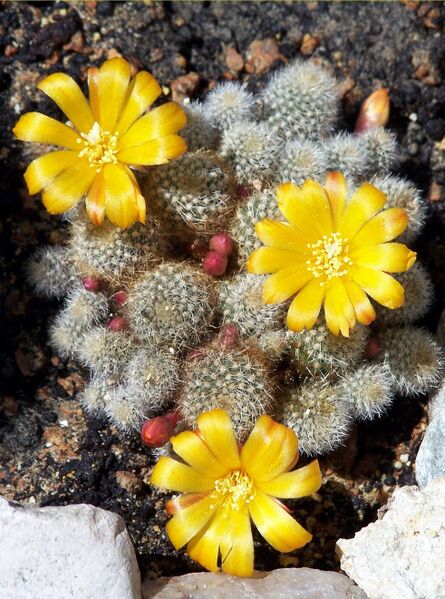 Fájl:Rebutia fabrisii-0.jpg