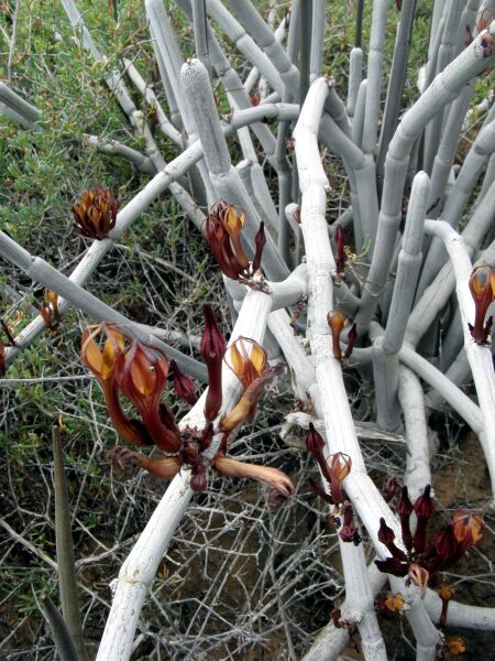 Fájl:Ceropegia fusca 2 rész-000.jpg