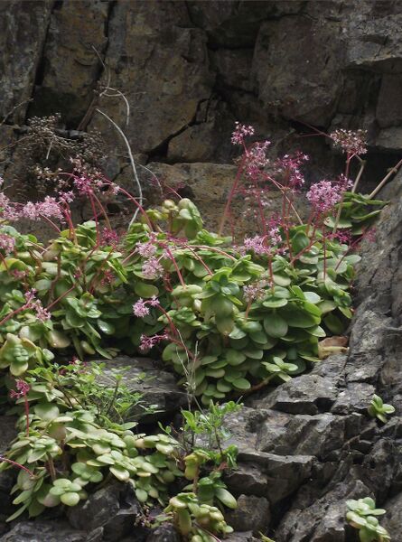 Fájl:Crassula multicava-000.jpg